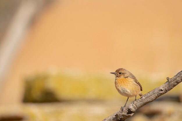 Vrouwelijke gewone steenkat Saxicola rubicola Malaga Spanje