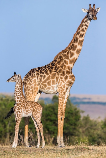 Vrouwelijke giraf met een baby in de savanne