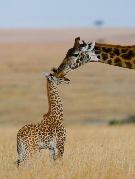 Vrouwelijke giraf met een baby in de savanne.