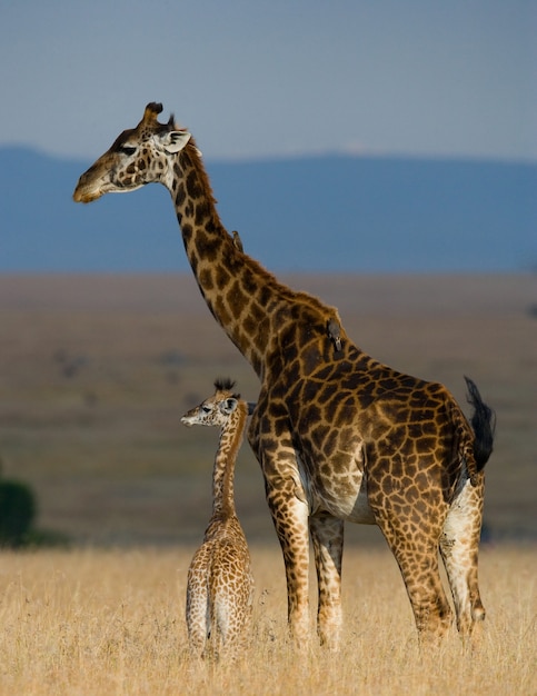 Vrouwelijke giraf met een baby in de savanne.