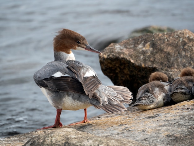 Vrouwelijke Goosander (Mergus zaagbek) staande op een rots bij de rivier op een zonnige dag. Kleine golven en wat stenen