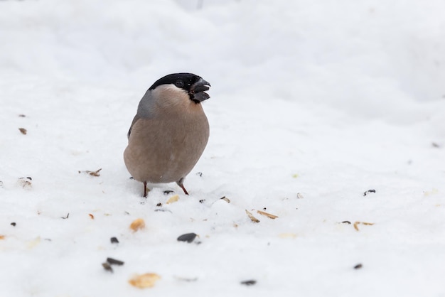 Vrouwelijke goudvinkvogel die zonnebloemzaadvoedende vogels in de winter eet