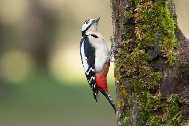 Vrouwelijke grote bonte specht in de laatste avondlichten in een dennen- en eikenbos