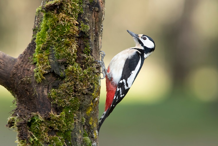 Vrouwelijke Grote bonte specht in de laatste avondlichten in een dennen- en eikenbos