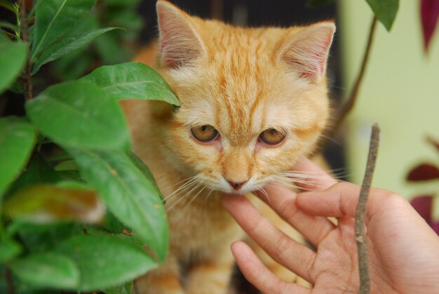 Foto vrouwelijke hand aait de rode kat die achter het groene blad zit