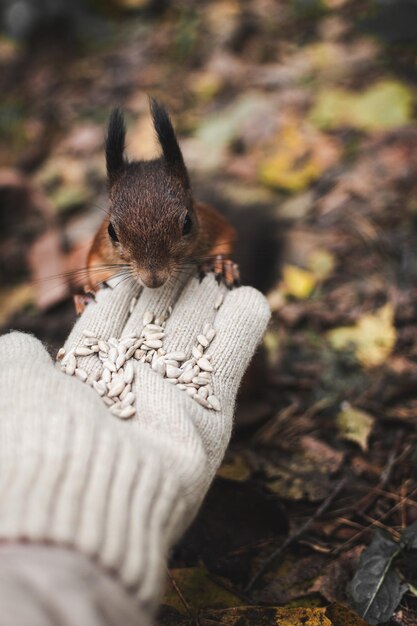 Foto vrouwelijke hand die een eekhoorn vasthoudt met zonnebloempitten in het herfstbos