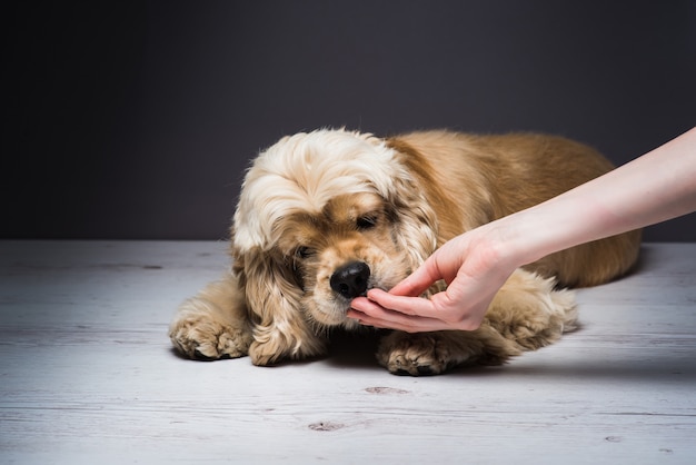 Vrouwelijke hand die een hond voedt