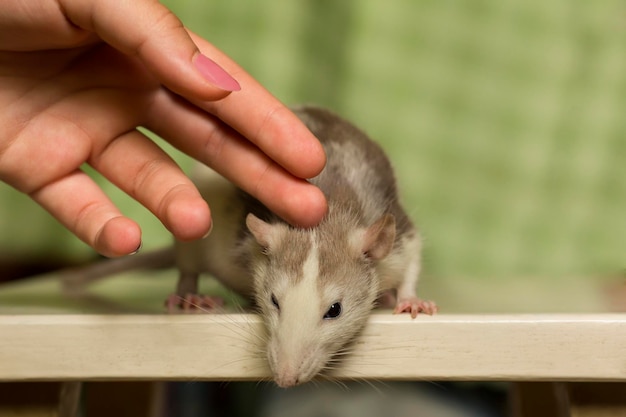 Foto vrouwelijke hand die leuke grappige pluizige binnenlandse rat streelt