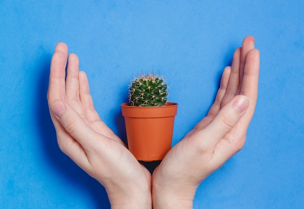 Vrouwelijke hand houden groene Cactus in pot op blauwe Pastelkleur achtergrond