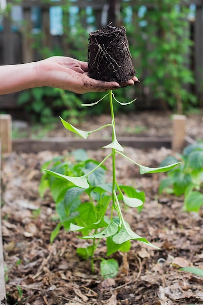 Vrouwelijke hand houdt de omgekeerde plant van de paprika vast met de aarde