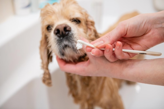 Vrouwelijke hand houdt een tandenborstel in haar hand om de tanden van haar hond te poetsen