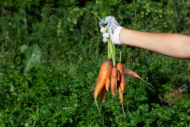 Vrouwelijke hand houdt ongebruikelijke gesmolten wortelen met verschillende staarten vast Lelijke groenten Vermindering van voedselverspilling