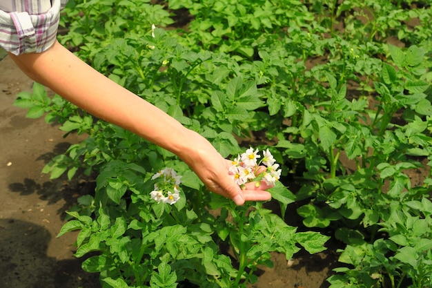 vrouwelijke hand met een cluster van witte aardappelbloemen in een aardappelteeltconcept