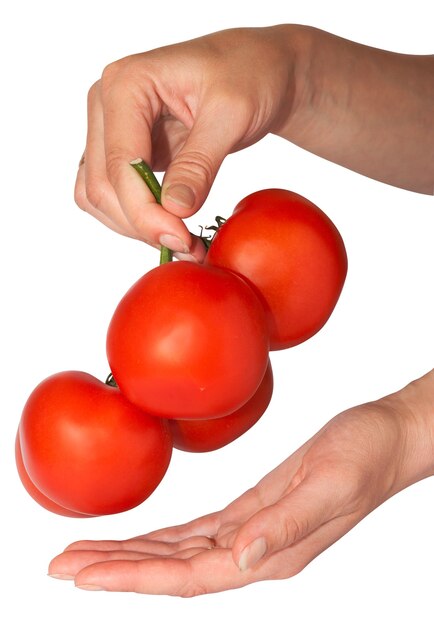 Foto vrouwelijke hand met een tak van rode sappige tomaten