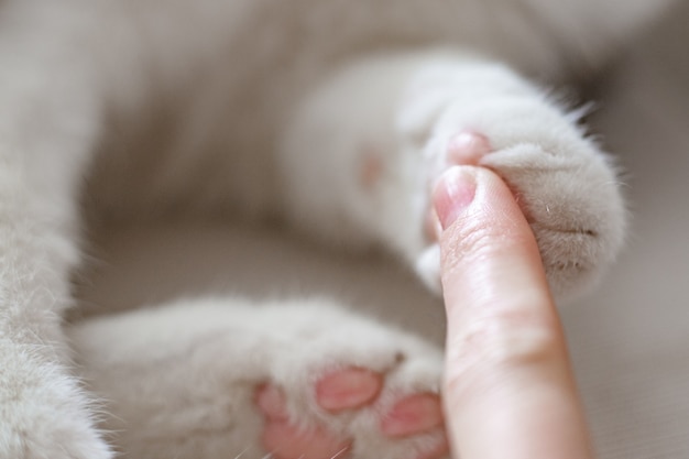 Vrouwelijke hand met kattenpoot poot van het katje en vrouwenvinger voor contrastclose-up