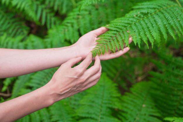 Vrouwelijke hand, met lange sierlijke vingers raakt zachtjes de plant, bladeren van varen. Close-up shot van onherkenbaar persoon.