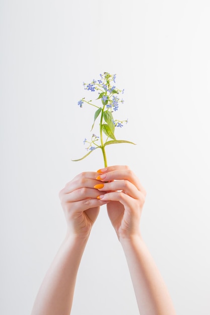 Vrouwelijke hand met manicure met bloem op witte achtergrond