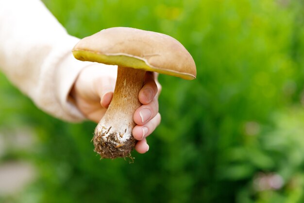 Vrouwelijke hand met rauwe eetbare paddestoel met bruin GLB Penny Bun in herfst bos