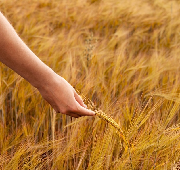 Vrouwelijke hand met rijp tarweaartje dat groeit in een landbouwveld Kopieerruimte oogsten