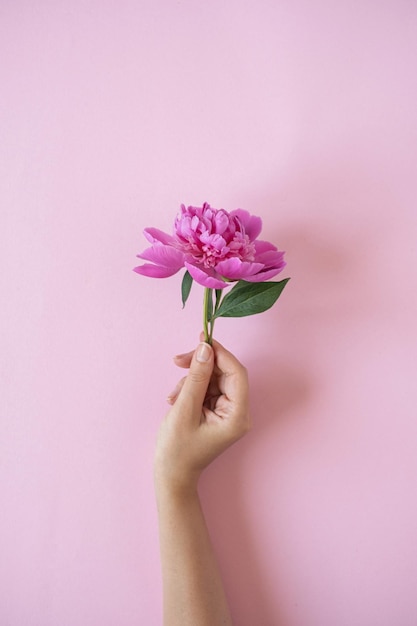 Vrouwelijke hand met roze pioenbloem op roze achtergrond