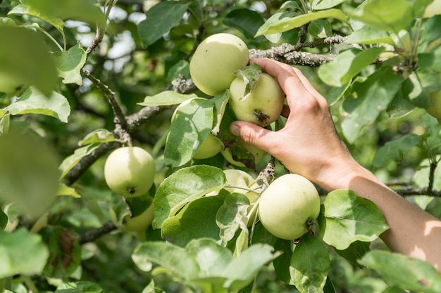 Vrouwelijke hand pickin een vroege appelvariëteit bilyi nalyv belyi naliv in Oekraïne