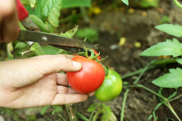 Vrouwelijke hand snijden tomaat in de tuin