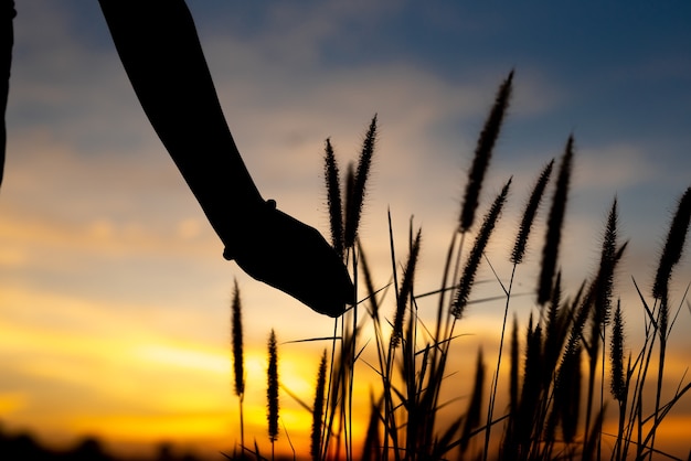 Vrouwelijke hand vangen gras op park bij zonsondergang.