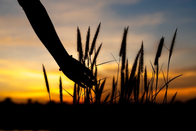 Foto vrouwelijke hand vangen gras op park bij zonsondergang.