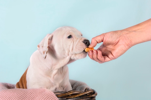 Vrouwelijke hand voedende puppy