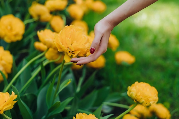 Vrouwelijke hand wat betreft tulp