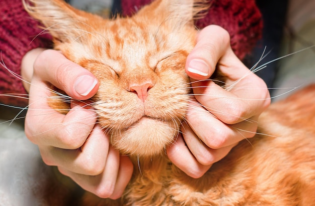 Vrouwelijke handen die een gember Maine Coon aaien, close-up