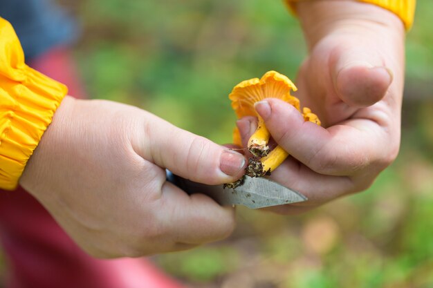 Vrouwelijke handen die girolle paddestoelen snijden met een mes.