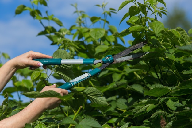 Vrouwelijke handen die het snoeien van bessenstruiken maken met grote tuinschaar met grote tuinschaar