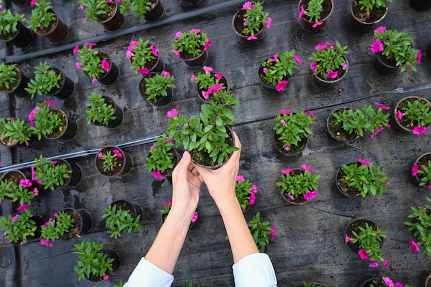 Foto vrouwelijke handen die voor bloemzaailing zorgen bovenaanzicht broeikasbloemzaailingen