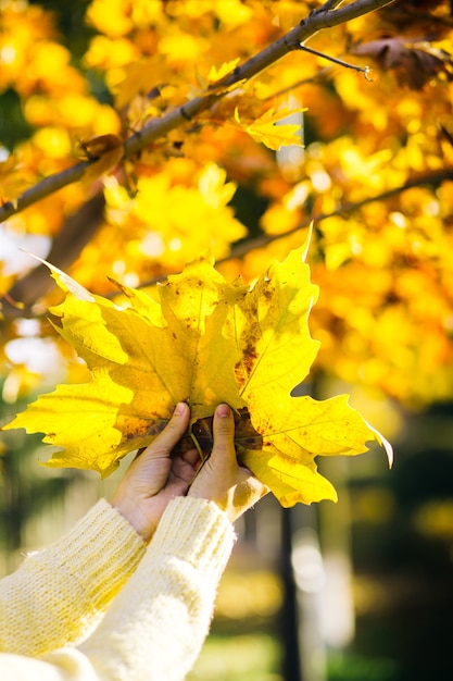 Vrouwelijke handen houden esdoornbladeren vast op een achtergrond van gele bladeren in het herfstbos