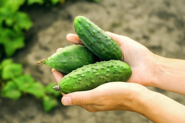 vrouwelijke handen houden verse komkommers vast die uit de tuin zijn gehaald. teelt van groenten concept