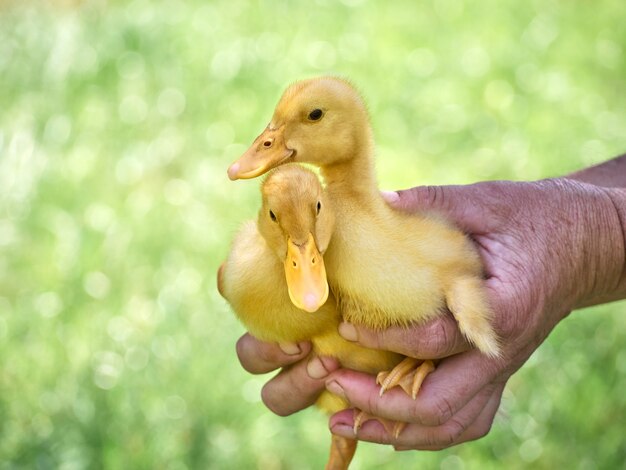 Vrouwelijke handen met een eendje.