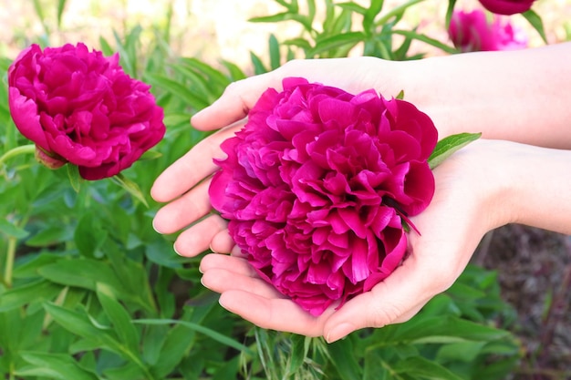 Vrouwelijke handen met mooie peony bloem in de lentetuin