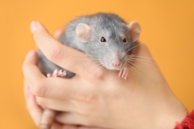 Foto vrouwelijke handen met schattige rat op kleur achtergrond