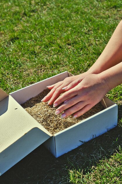 Vrouwelijke handen nemen graszaadjes uit een kartonnen verzenddoos tegen een achtergrond van groen gras. Voorbereiding voor het zaaien van een gazon.