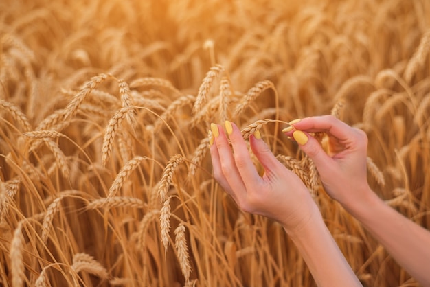 Vrouwelijke handen op het veld van rijpe tarwe. glutenvrij concept.