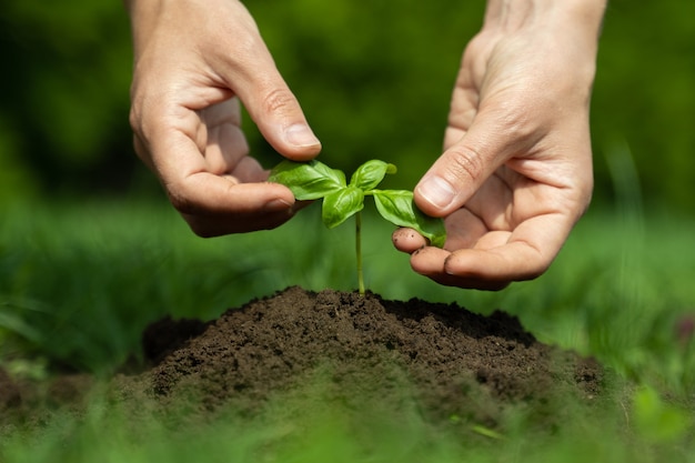 Vrouwelijke handen planten jonge plant concept van landbouw en milieubescherming