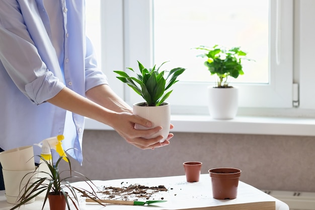 Vrouwelijke handen transplanteren de dracaena-plant in een nieuwe bloempot. het concept van plantenverzorging.