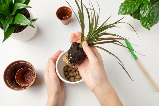 Vrouwelijke handen transplanteren de dracaena-plant in een nieuwe bloempot. Het concept van plantenverzorging.