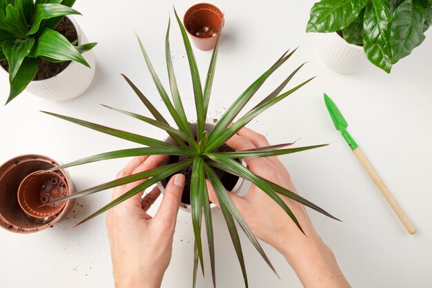 Vrouwelijke handen transplanteren de dracaena-plant in een nieuwe bloempot. Het concept van plantenverzorging.