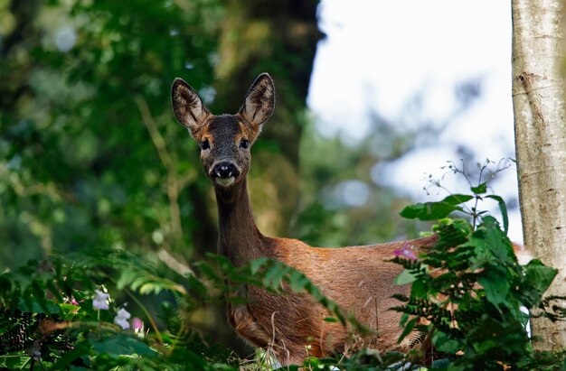 Vrouwelijke hert in het bos.