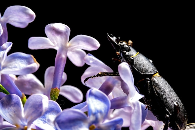 Vrouwelijke hert kever op een bloem in het vroege voorjaar.