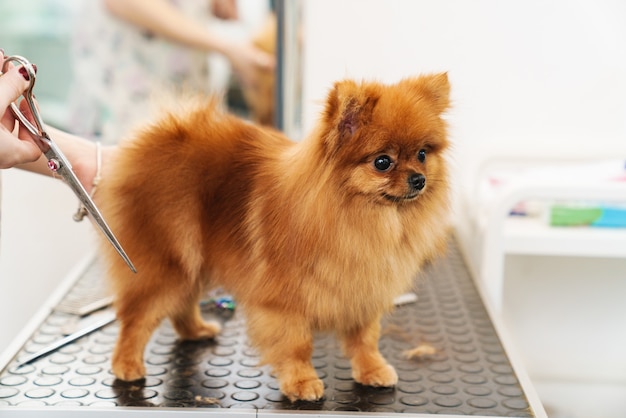 vrouwelijke huisdierenkapper die kleine Pommerse spits in hondensalon verzorgt met behulp van professionele apparatuur