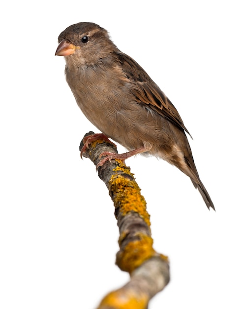 Vrouwelijke huismus, passer domesticus, 4 maanden oud, voor witte achtergrond