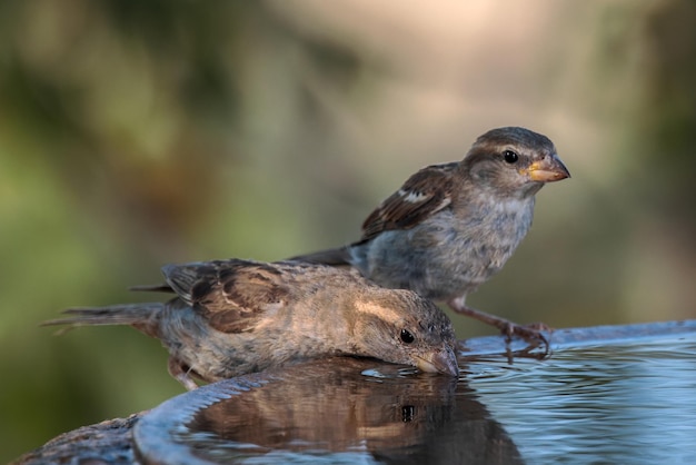 Vrouwelijke Huismussen. (Passer domesticus).